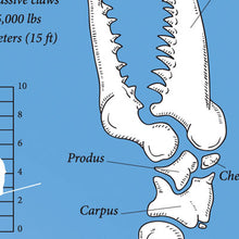 Crabasaurus