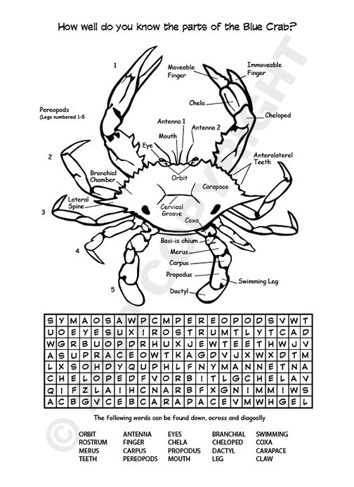 Oscar the Oyster Activity Book